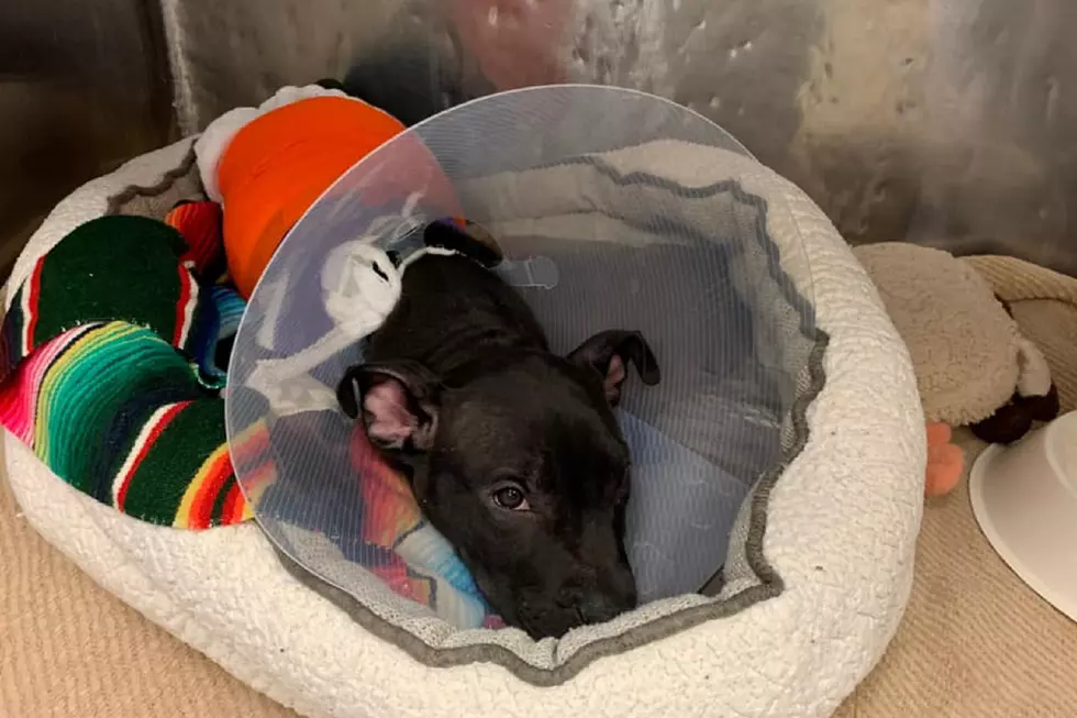 Baby pit bull and another dog burned with blowtorch, shelter says