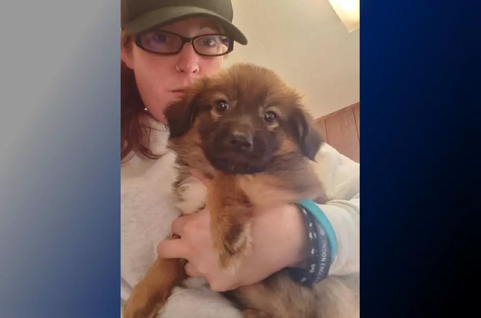 Someone stole this 12-week-old puppy from NJ shelter, cops say