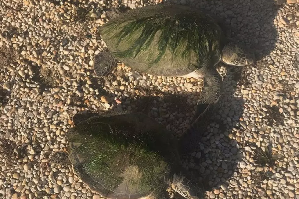 Rescued turtles at Jersey Shore aren’t dead — but look that way