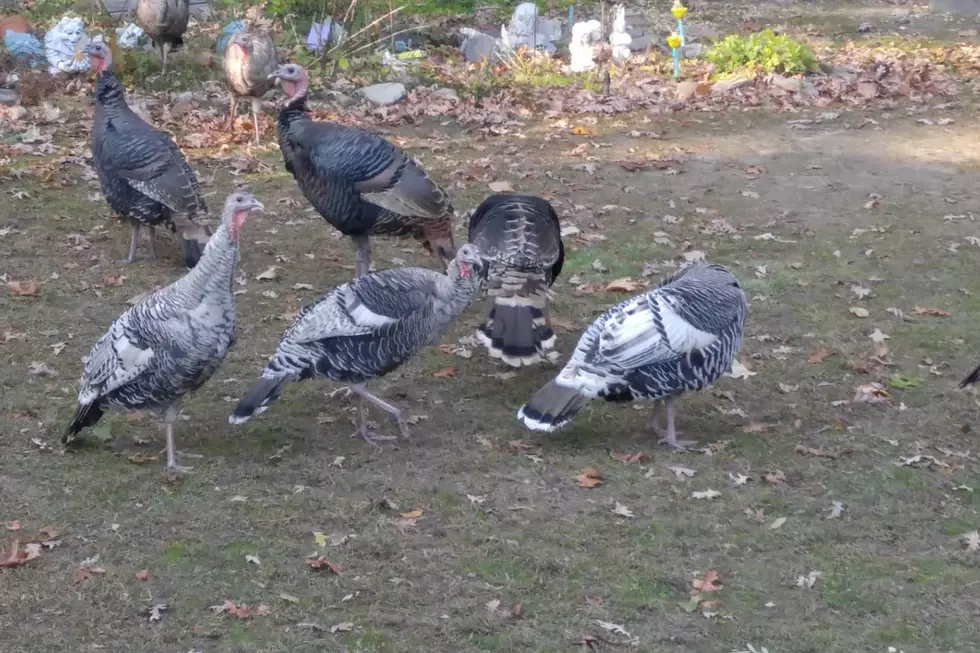 Overdevelopment to blame for turkey terror in NJ, animal cop says