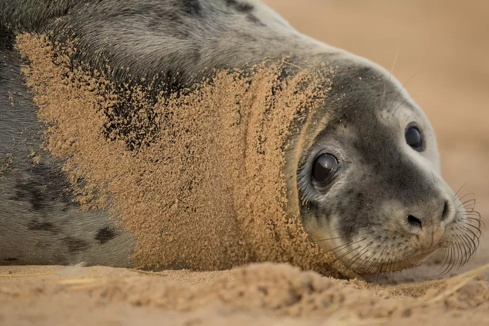 The seals are back in NJ, here’s what to do if you spot one