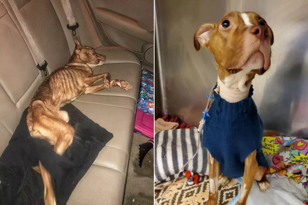 Starving pit bull 'Reese' slowly recovering after NJ rescue