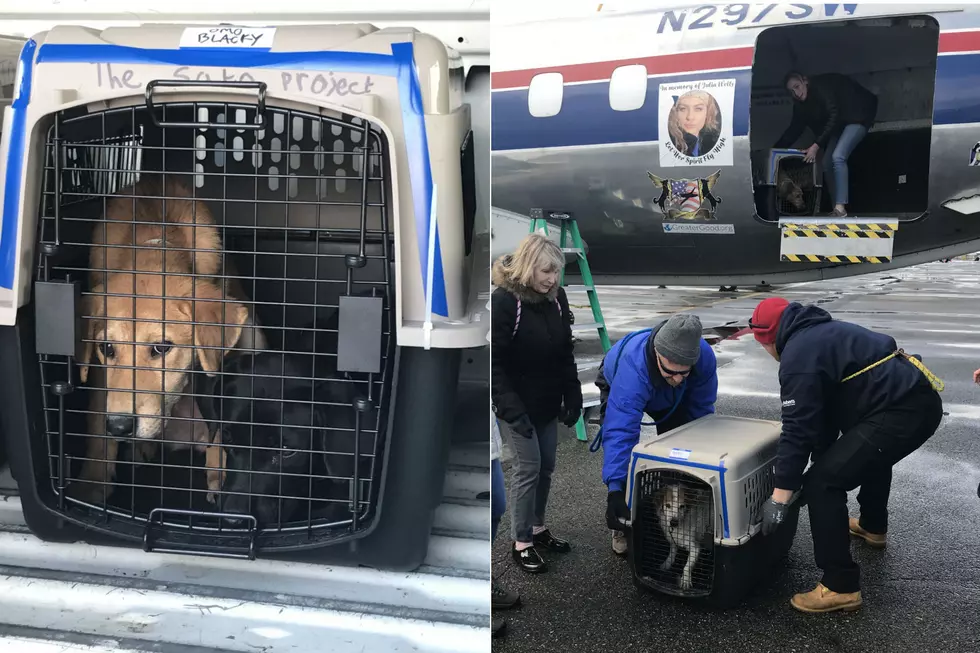 NJ welcomes 36 rescue dogs from Puerto Rico after earthquakes