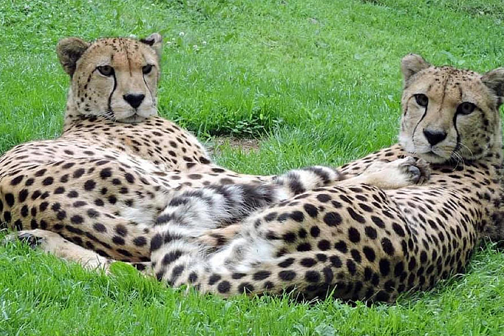 Man jumps into cheetah cage at NJ zoo for 'closer look,' cops say