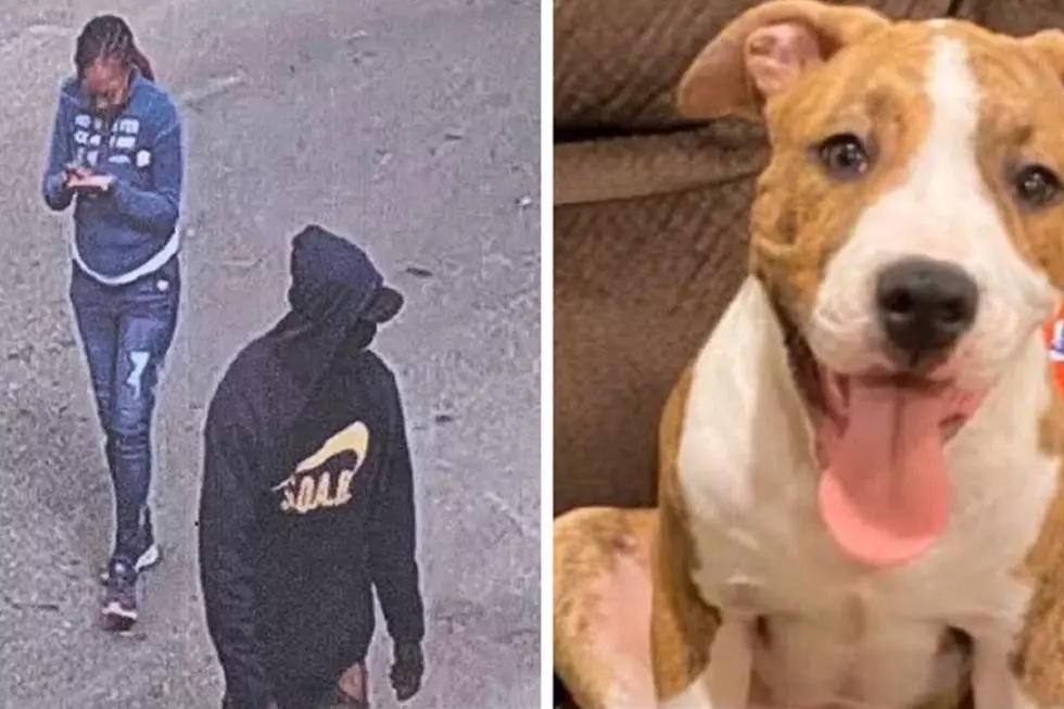 Asbury Park puppy stolen from yard, police say, then returned
