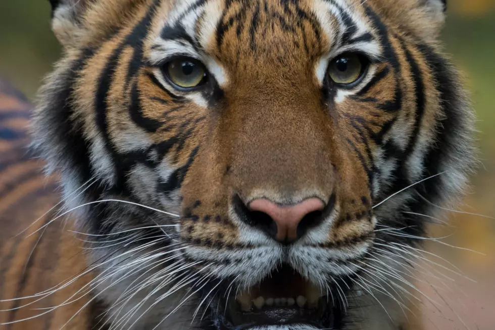 Bronx Zoo tiger has coronavirus; 1st known U.S. animal, feds say