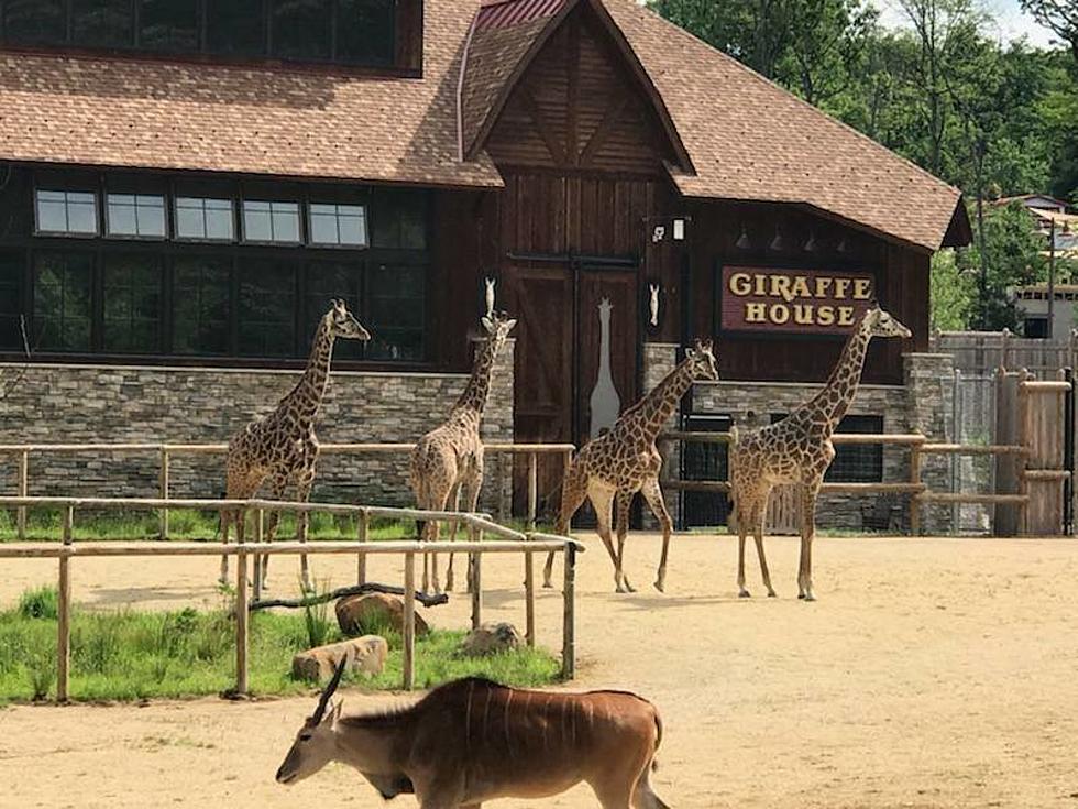How NJ's zoo animals are getting care in the pandemic