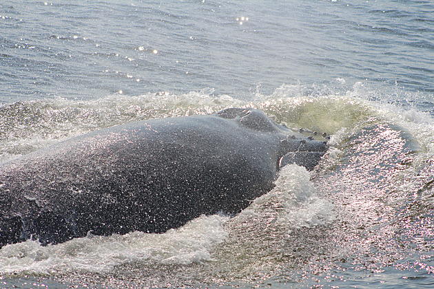 Fishing or boating off the Jersey Shore? Watch out for whales