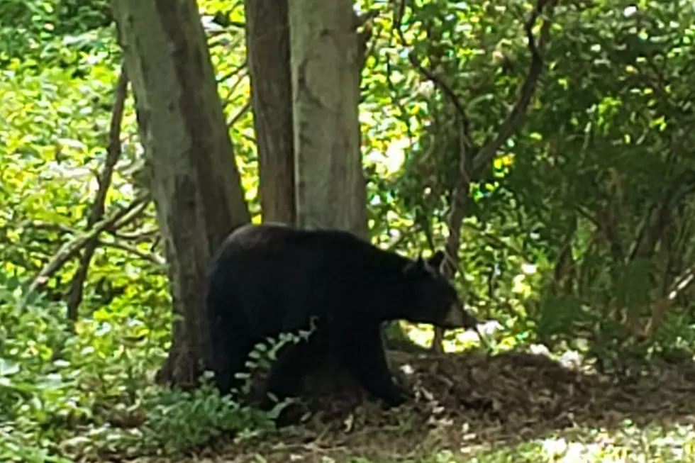 NJ says 328 bears killed in first part of state's 2020 bear hunt