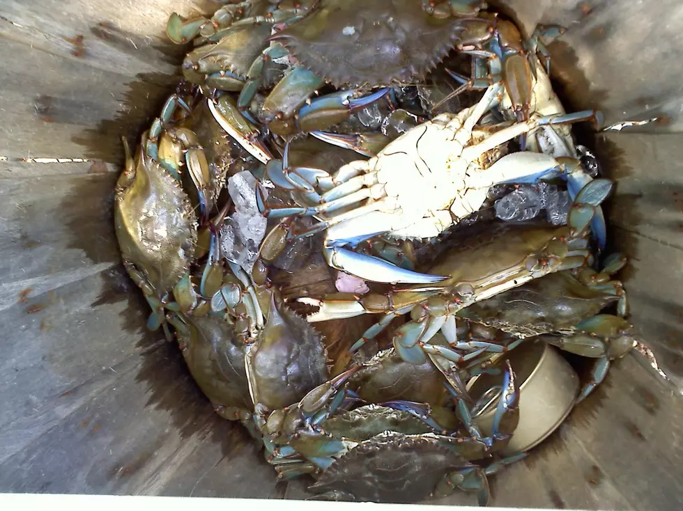 It's crabbing season in New Jersey