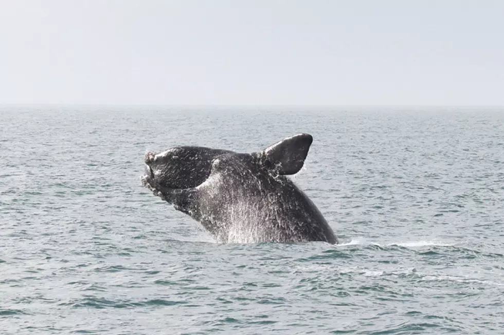 Watch Two Humpbacks Feeding Off The Long Branch Coast