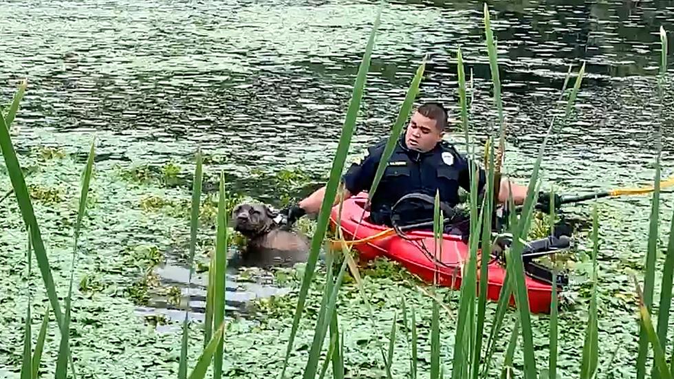 WATCH: Washington Twp Officer rescues dog from local pond