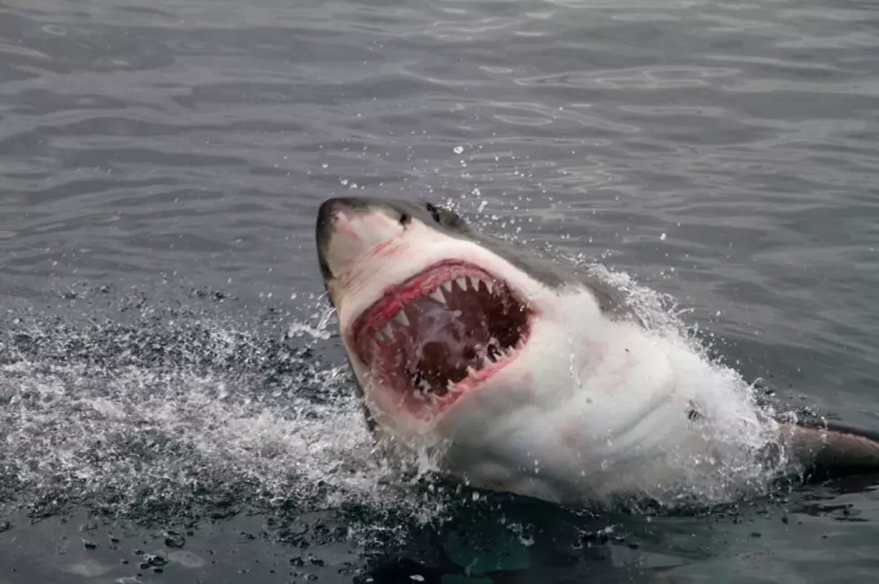 A New Great White Shark Just Made A Close Pass By The Jersey Shore