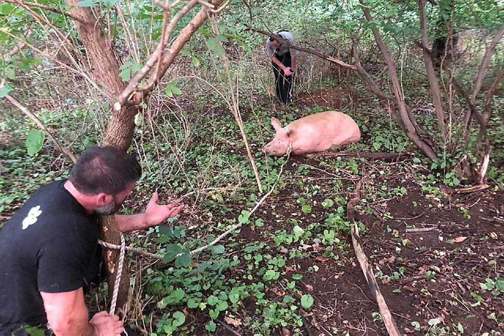 Pig leads cops on 3-hour chase into Freehold Township woods