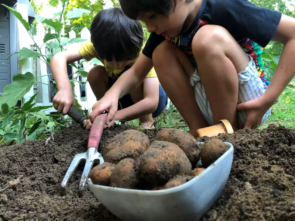 Growing potatoes with your kids, along with a simple recipe