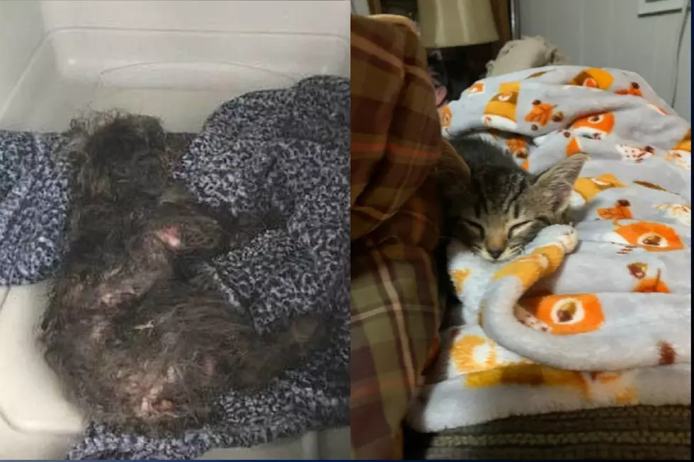 Poodle, kitten thrown from cars — dog badly hurt and struggling