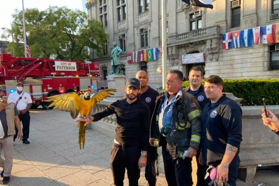 Parrot rescue in Paterson: Firefighters help pet owner find macaw