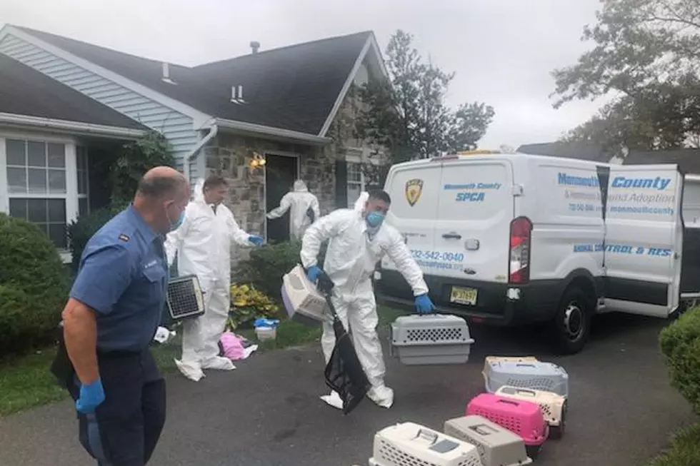 Woman dumps 20 cats, 30 more found in squalor, Monmouth officials say