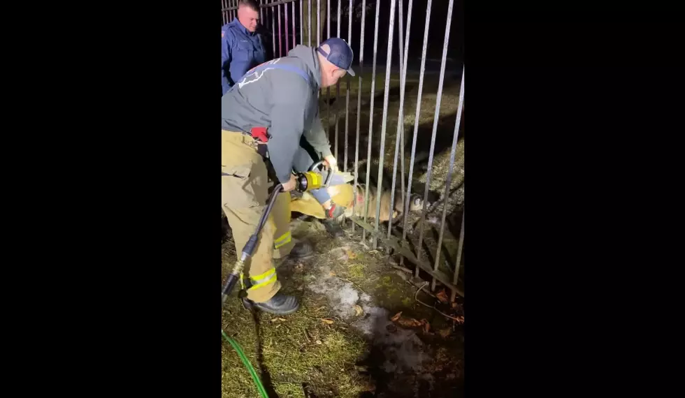 Watch Firefighters use jaws of life to help deer caught in fence