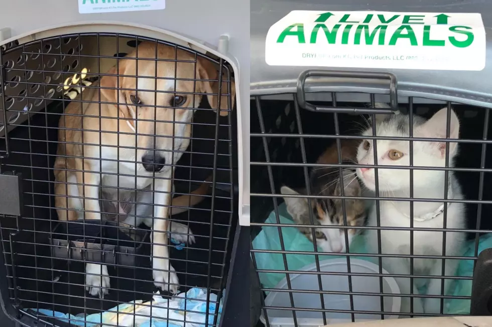 NJ animal shelter takes in rescue dogs, cats amid TX winter storm
