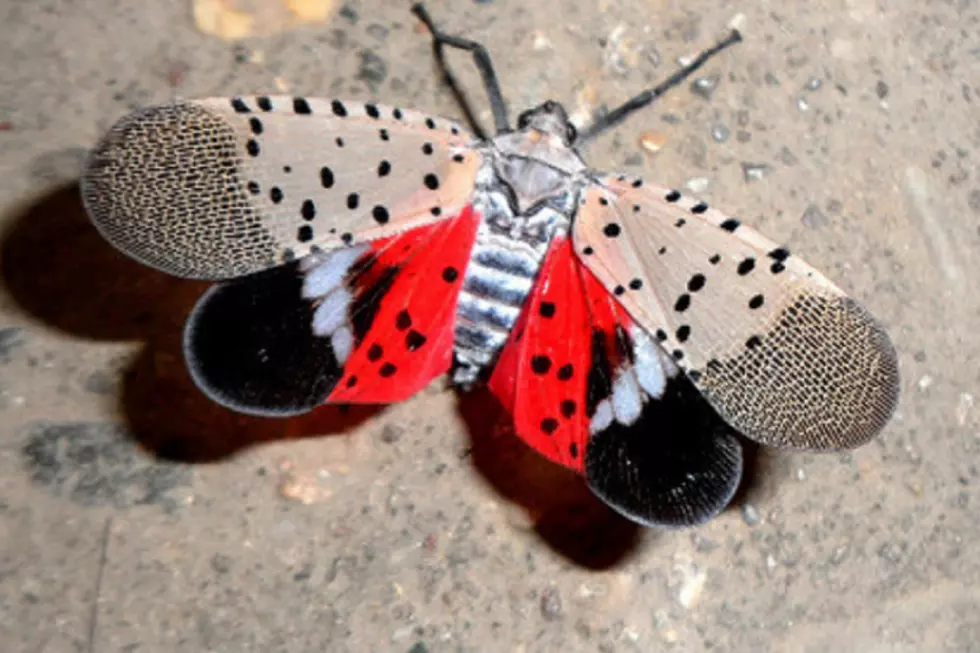 Here&#8217;s What The Dreaded New Jersey Spotted Lanternflies Are Up To Now