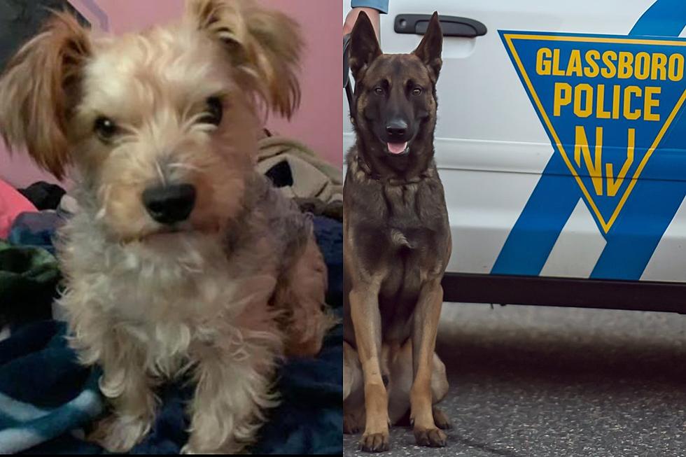 Police K9 Attacked and Hurt NJ Neighbor’s Yorkie, Owner Says