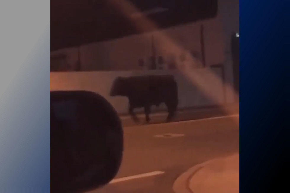 Cow makes escape from truck on Carteret street