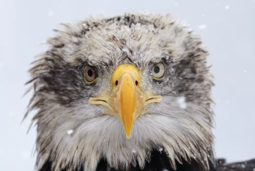 Live webcam tracking birth of bald eagles in NJ