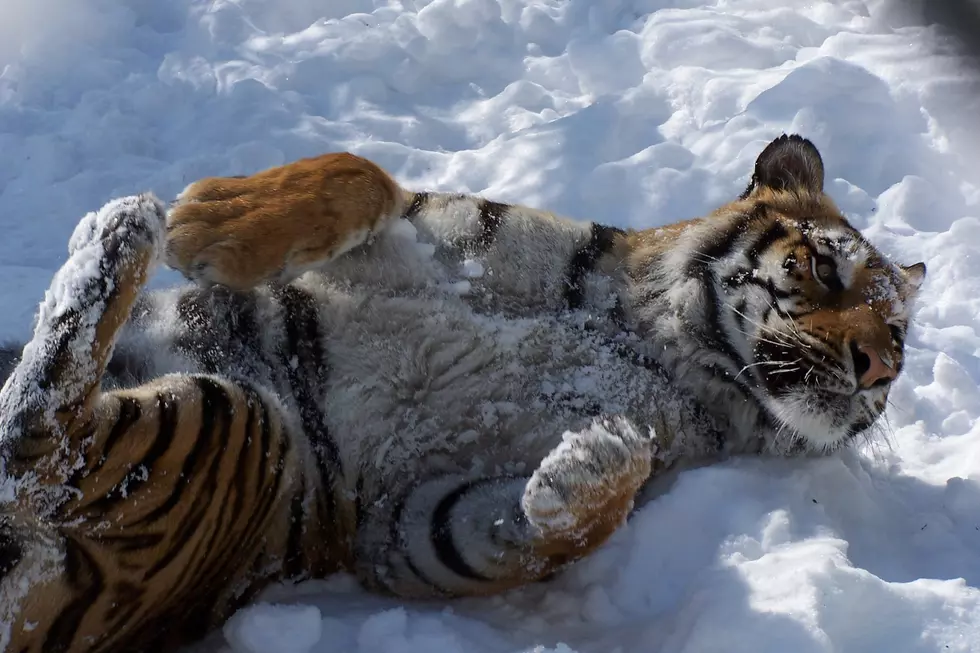 Popcorn Park Zoo mourns the death of Caesar the Tiger