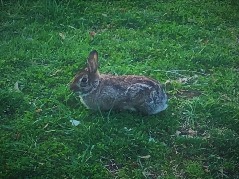 Getting the backyard spring-ready for NJ wildlife