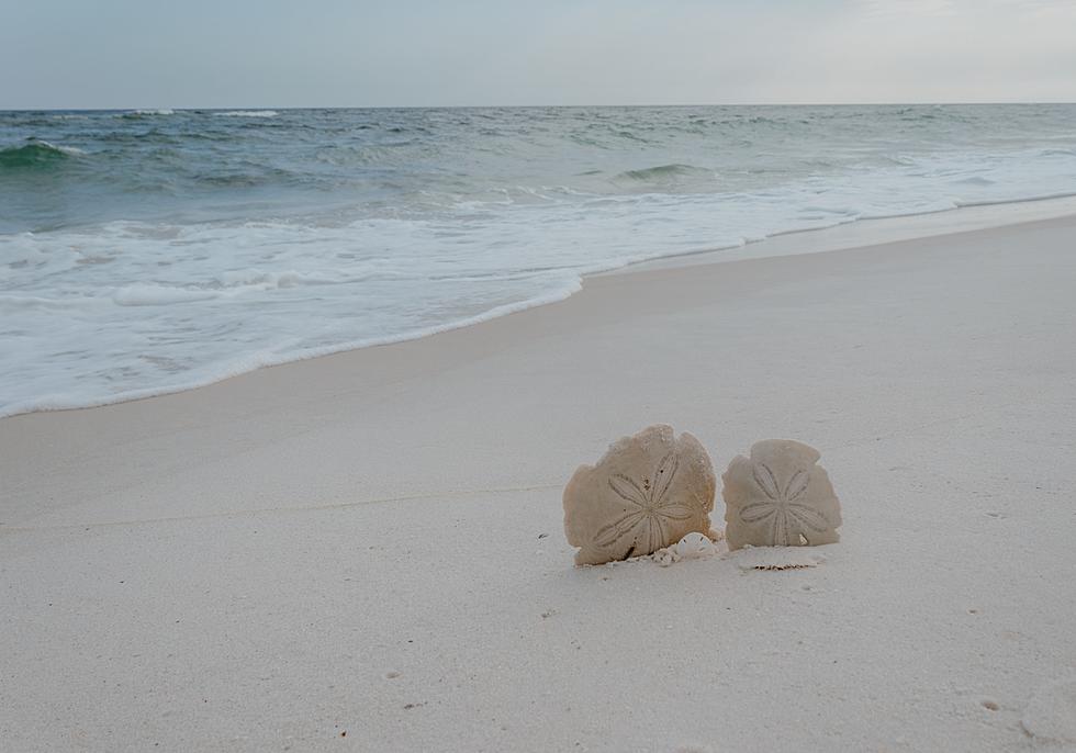 Here's where you can find the best sand dollars at Jersey Shore