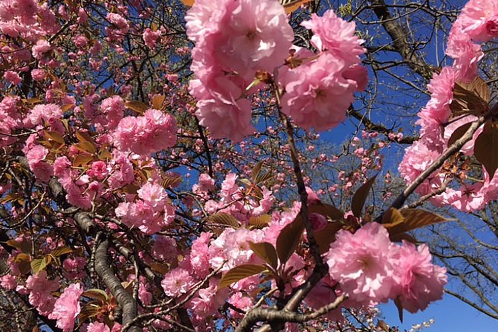 New Jersey’s spectacular cherry blossoms may come early this year