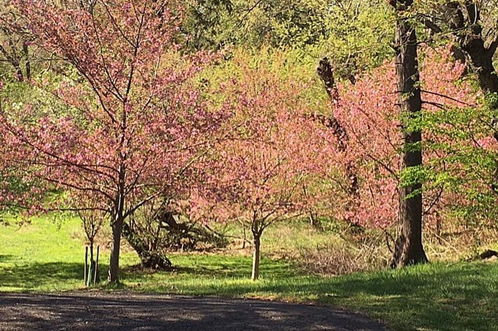 Newark’s Cherry Blossom Festival is back for 2022