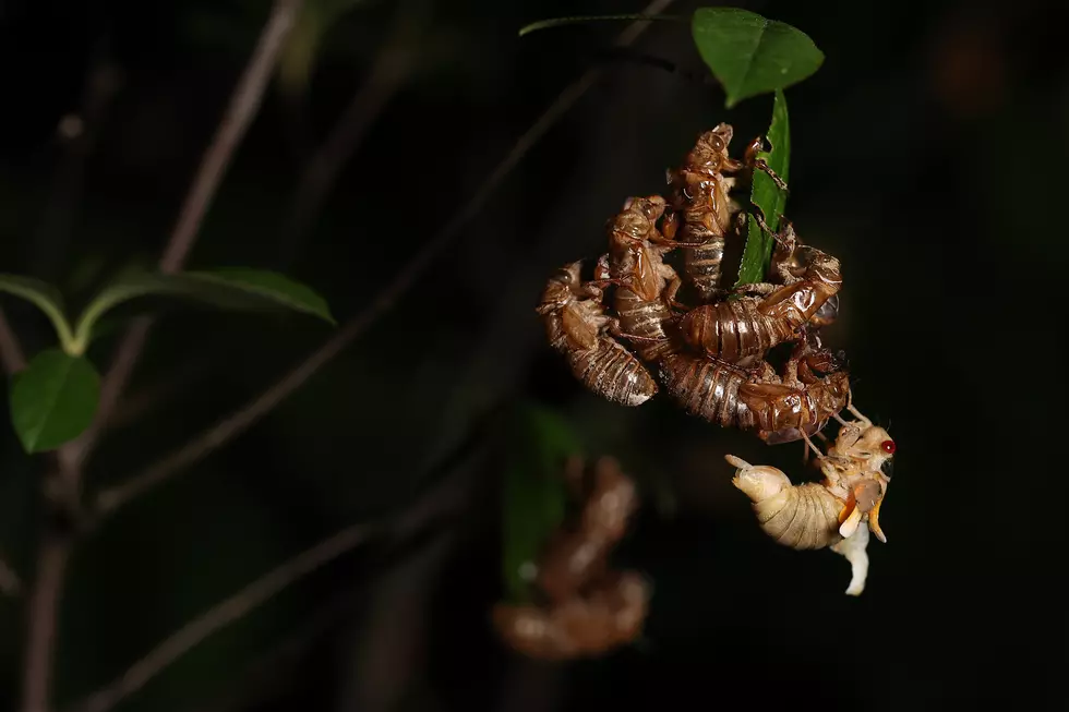 ‘Flying salt shakers of death,’ sex-crazed zombie cicadas coming