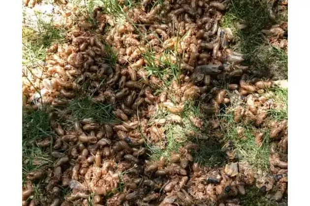 WATCH: Cicadas everywhere in Spadea&#8217;s yard — crunchy and loud