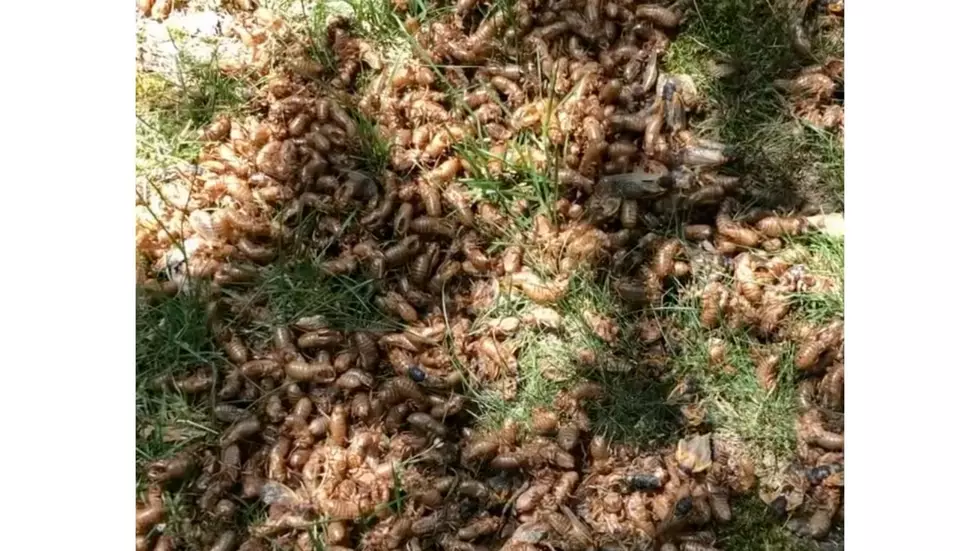 WATCH: Cicadas everywhere in Spadea's yard — crunchy and loud
