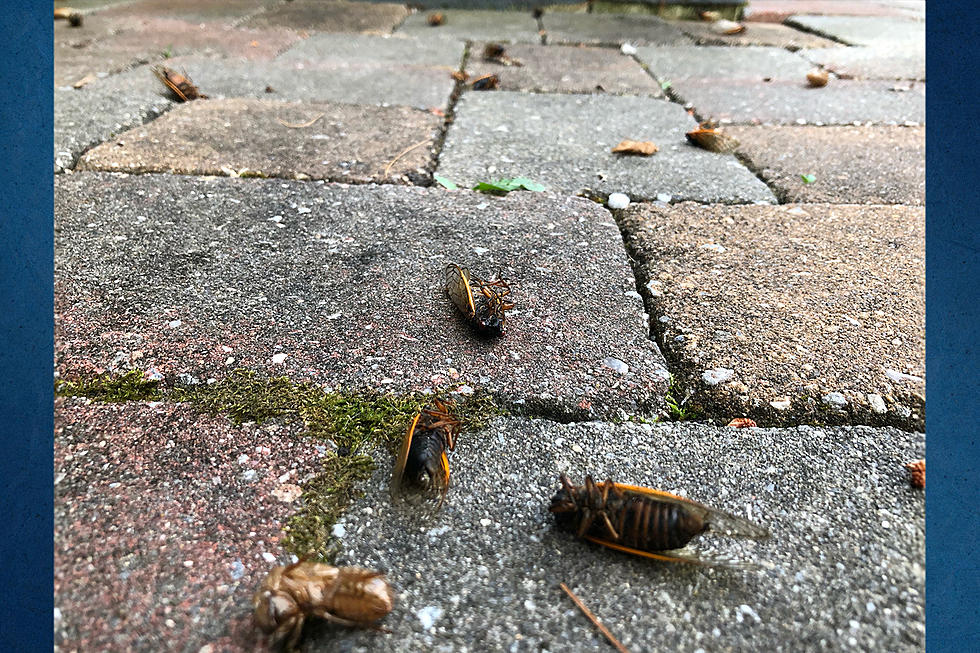 Spadea cicada update: Noise level rising
