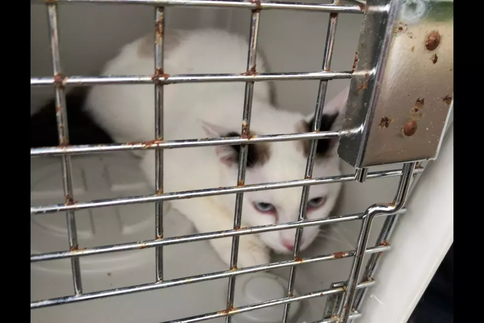 Over 100 cats rescued from NJ home