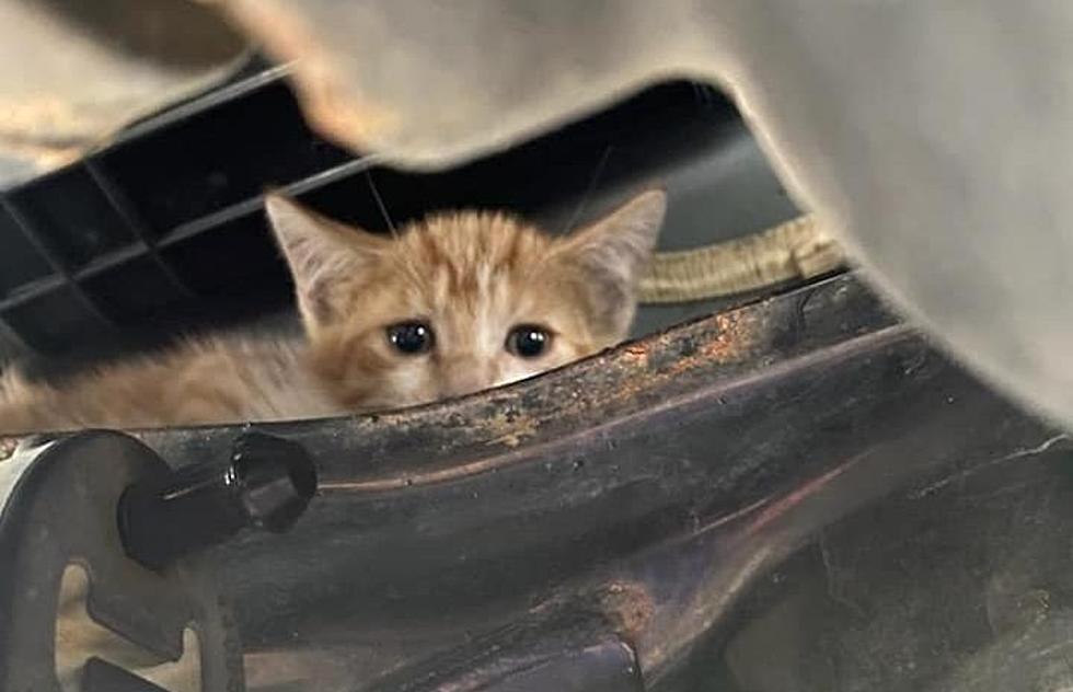Plainsboro police rescue terrified (and adorable) kitten