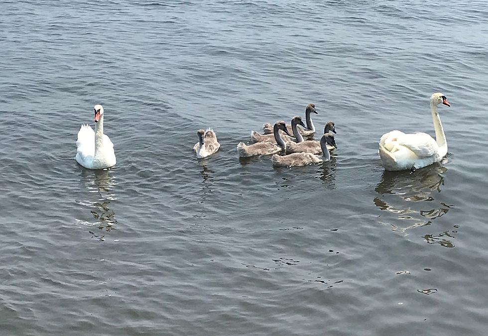 Brick, NJ’s ‘aggressive’ swan is saved by luck after officials tried to kill it