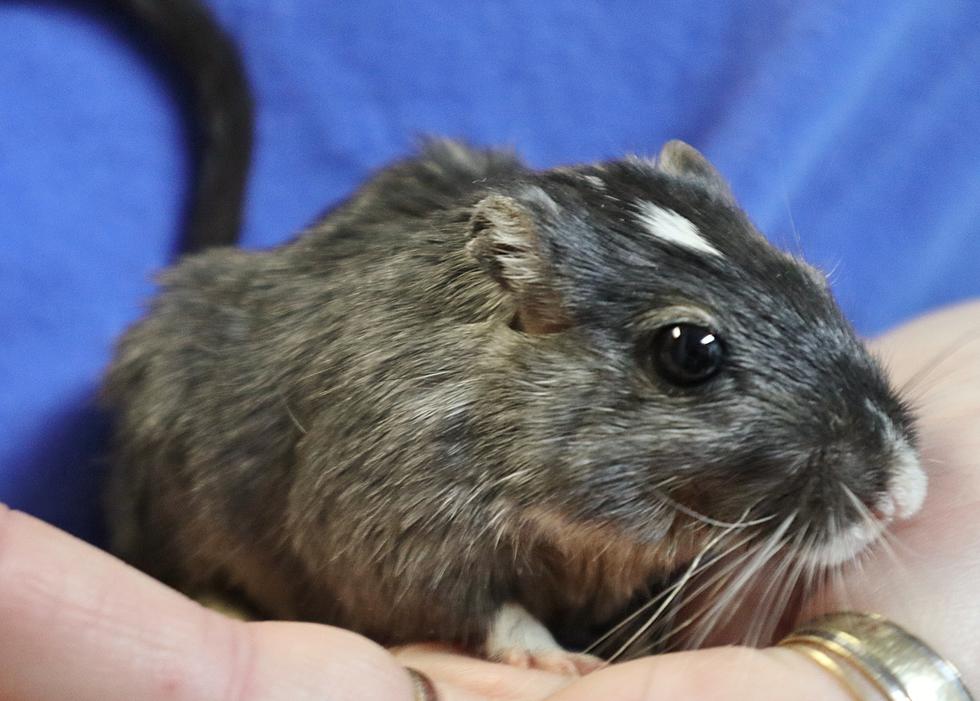 NJ animal group says teen abandoned gerbils, one may have died
