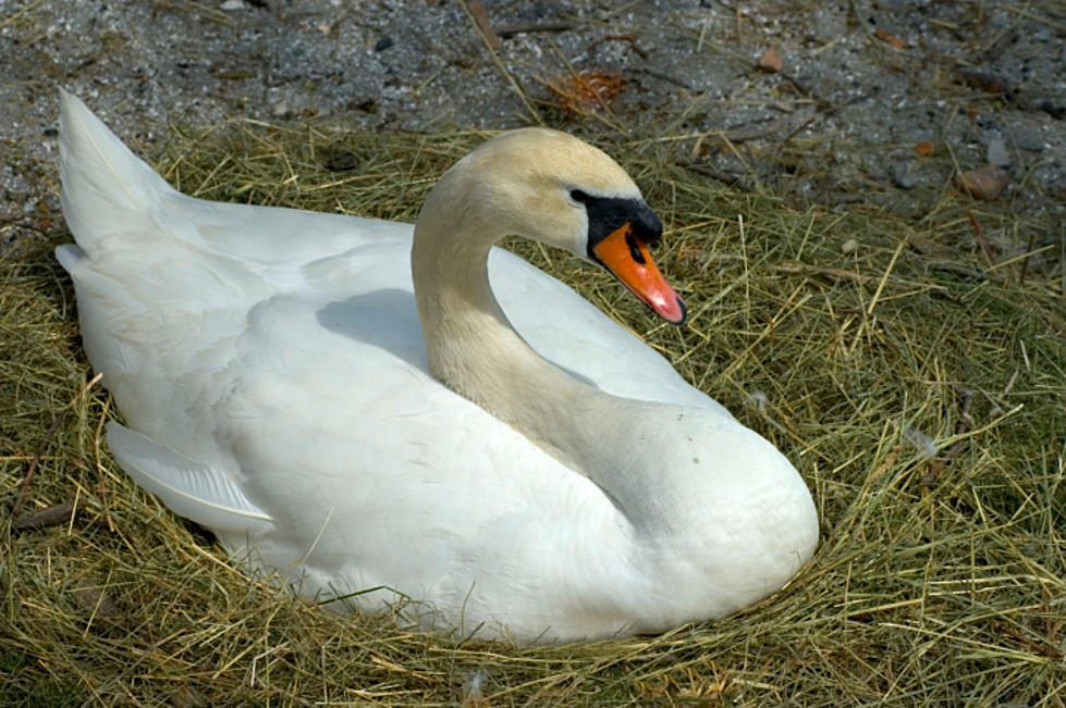 ‘Aggressive’ swan in NJ targeted for death: Brick residents fight to save its life