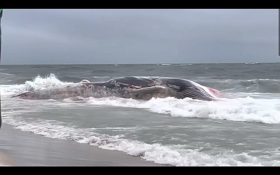 Video of 54-foot whale washed up on LBI