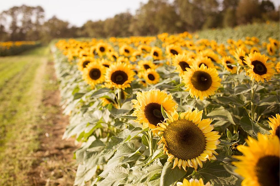 Beautiful sunflower fields to stroll through in NJ