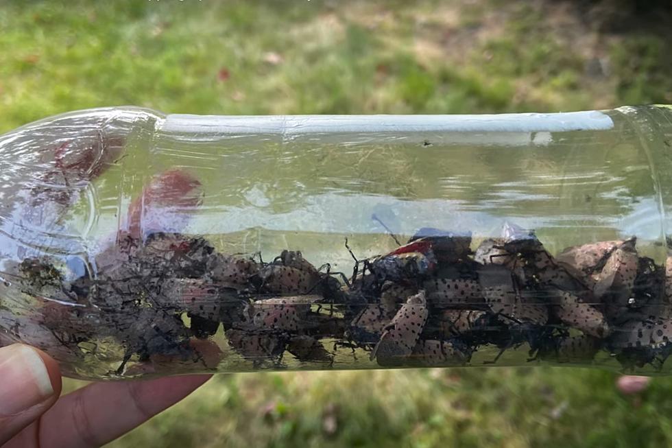 How to trap NJ’s pesky spotted lanternflies using only a water bottle