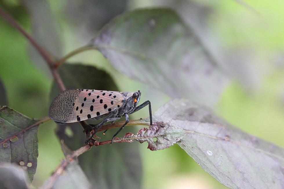 Have you seen spotted lanternfly eggs? Here’s what you should do