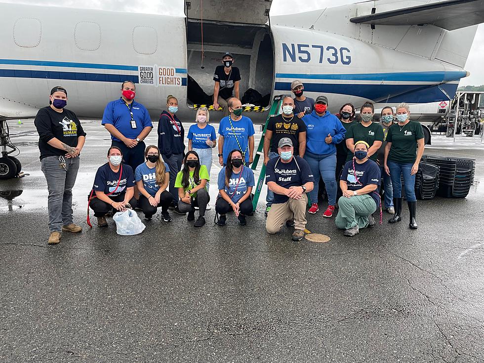 NJ animal shelters receive emergency flight of dogs and cats from Ida’s path