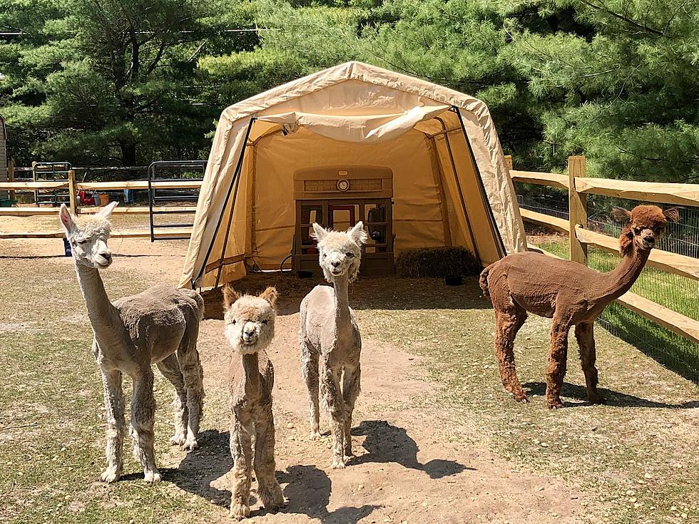 NJ Starved for Entertainment? Spend the Night with Alpacas