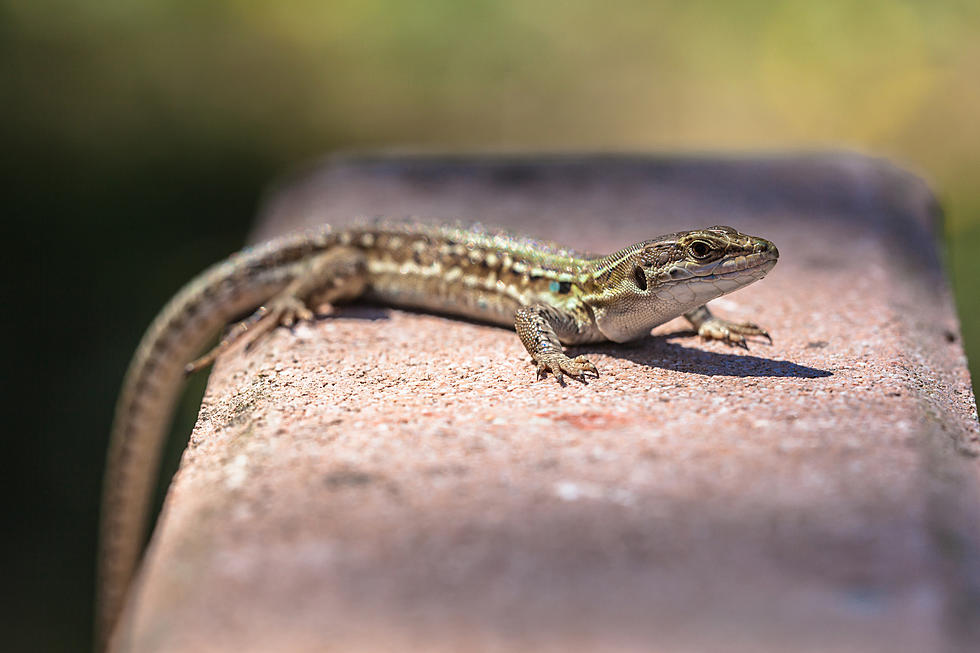 Meet the Italian wall lizard, NJ's other invasive species