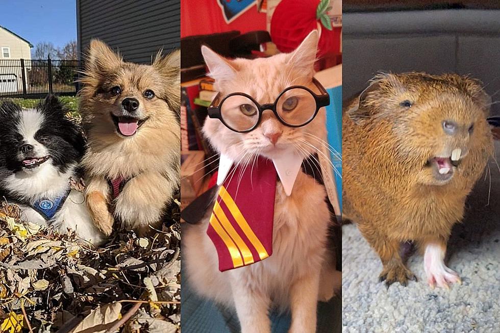 Keep them coming: Enter NJ's Cutest Pet Contest of 2021